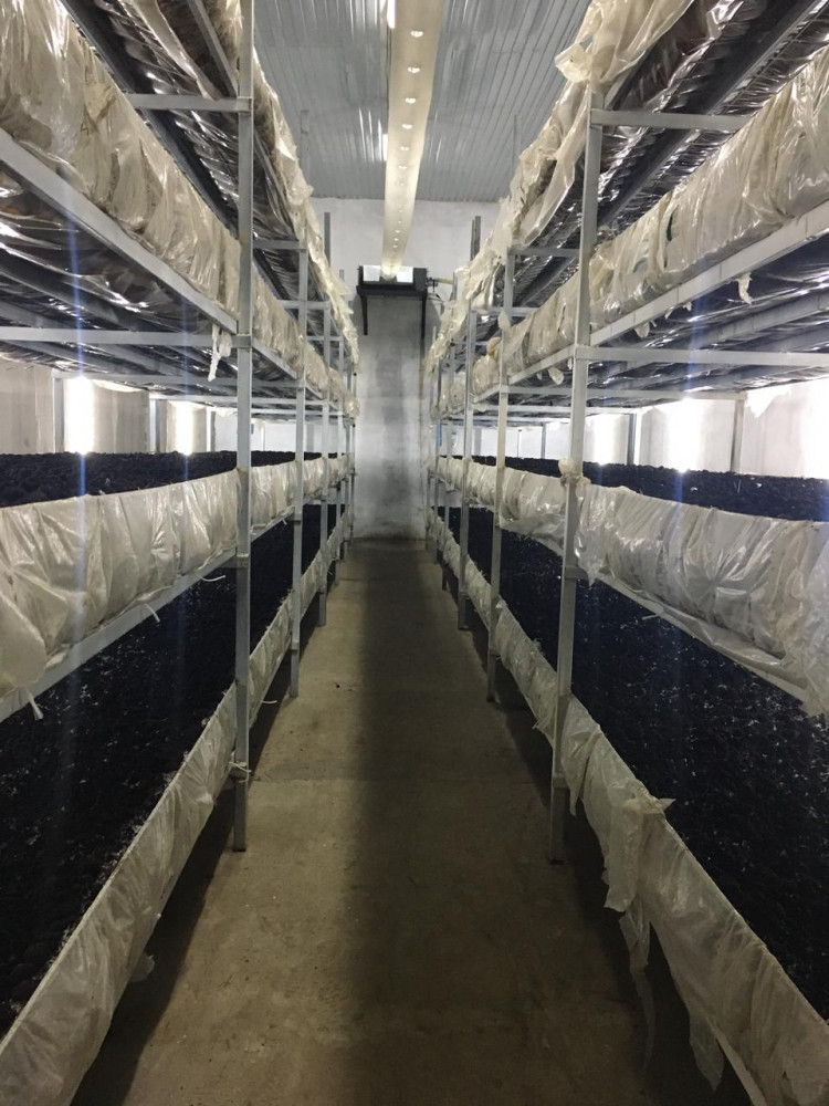 Арық банан порно Қалпақ киген қызыл шашты қыздар